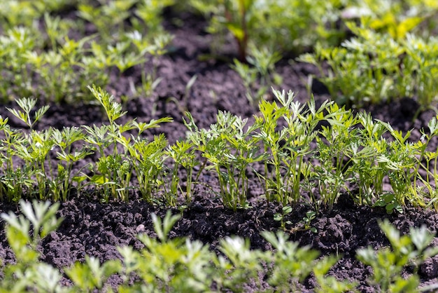 Coberto com plantas de cenoura jovens após a chuva