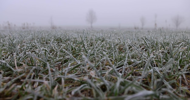 coberto de gelo e neve trigo verde de inverno