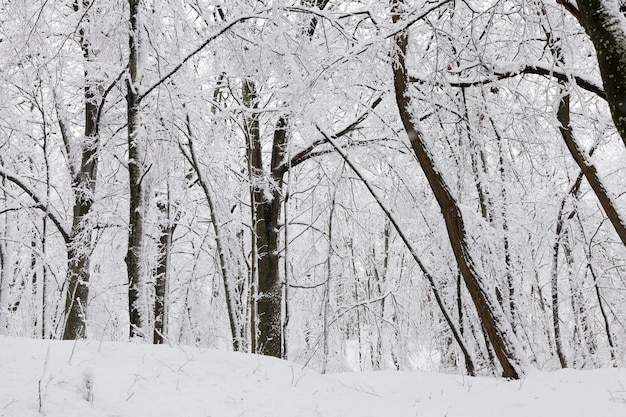 Coberto de neve e floresta de gelo no inverno, floresta de inverno com árvores sem folhagem