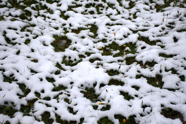 Coberto de neve na grama na terra no topo da montanha no parque natural de Kaunergrat perto de Pitztal Valley e Kaunertal Valley e Inntal Valley na região do Tirol Áustria