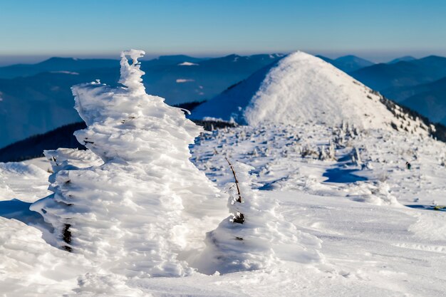 Coberto de neve pequeno pinheiro dobrado nas montanhas de inverno