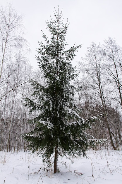 Cobertos de neve pinheiros em um dia frio de inverno. Natureza sazonal na Europa Oriental.