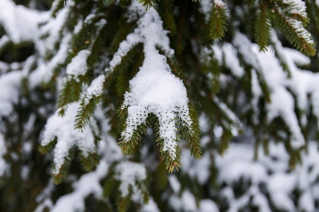 Cobertos de neve pinheiros em um dia frio de inverno. Natureza sazonal na Europa Oriental.