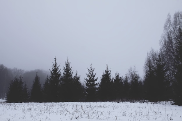 Cobertos de neve pinheiros em um dia frio de inverno. Natureza sazonal na Europa Oriental.