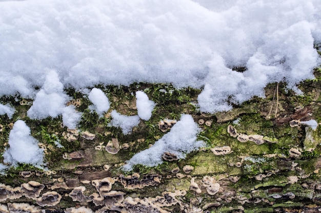 Cobertura de casca de árvore com fundo texturizado de mofo e musgo e neve