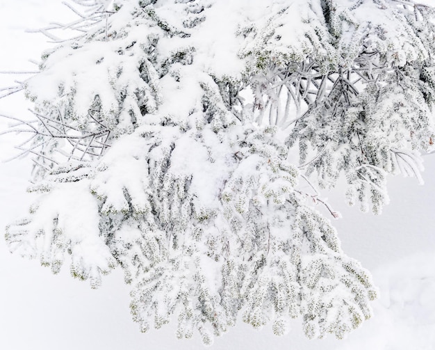 Cobertura de galho de árvore congelada com neve e gelo fechado tiro