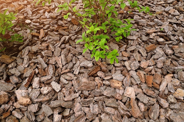 Cobertura feita de pinho e outras cascas usadas na horticultura como fertilizante e para decoração sob árvores