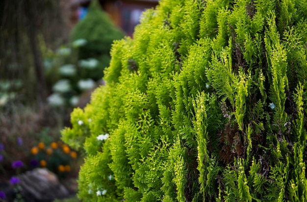 Cobertura verde de árvores thuja Cobertura verde da árvore tui Fundo da natureza