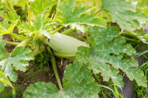 Coberturas de abobrinha verde no jardim e uma pequena abobrinha crescendo