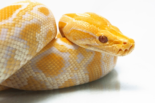 Cobra albino python birmanês isolado no fundo branco