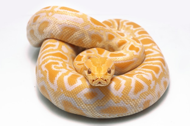 Cobra Albino Python birmanês isolado no fundo branco