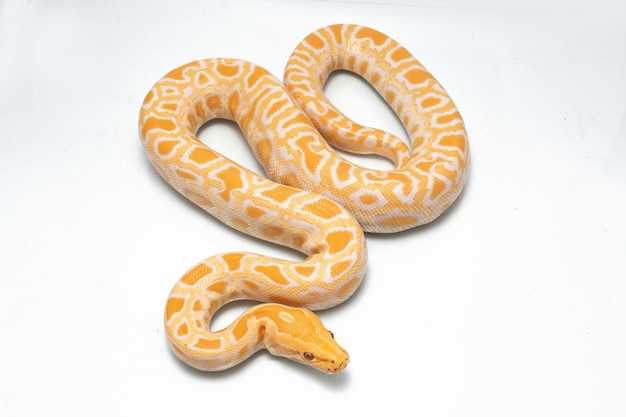 Cobra Albino Python birmanês isolado no fundo branco