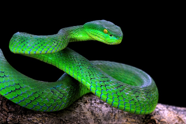 Cobra albolaris verde com fundo preto