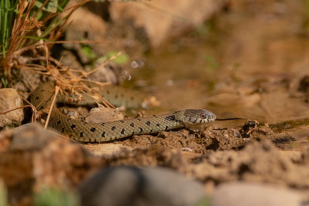 Cobra anelada de cobra de grama ou cobra de água Natrix natrix Málaga Espanha