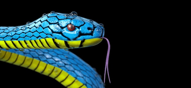 Cobra azul Viper Trimeresurus Insularis com gotas de água de orvalho closeup extrema em um fundo preto. Renderização 3D