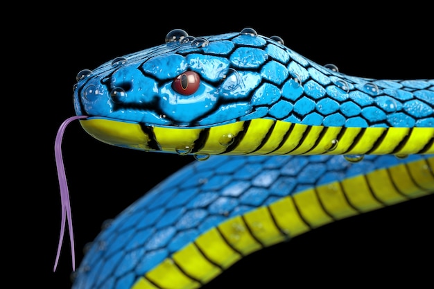 Cobra azul Viper Trimeresurus Insularis com gotas de água de orvalho closeup extrema em um fundo preto. Renderização 3D