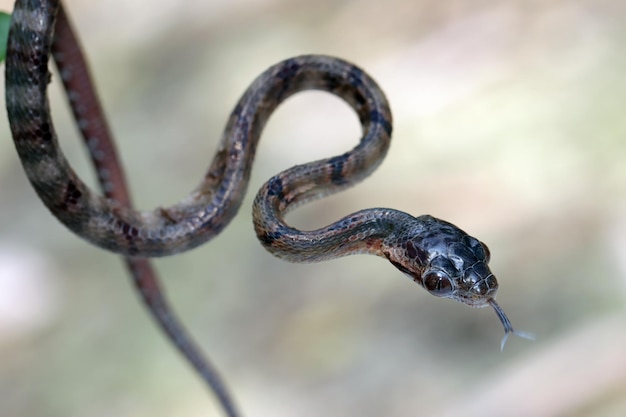 Cobra Boiga multo maculata closeup no galho, Boiga multo maculata closeup