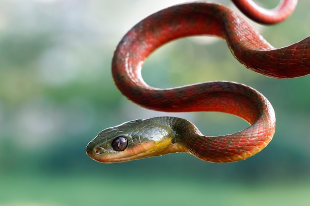 Cobra boiga vermelha em fundo desfocado