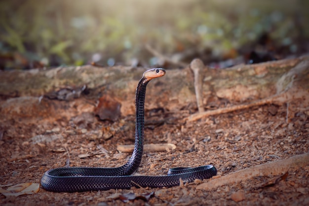 Cobra en bosque tópico