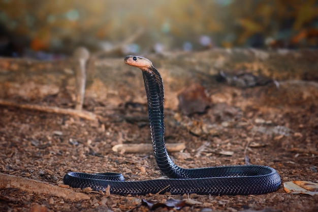 Cobra en bosque tópico