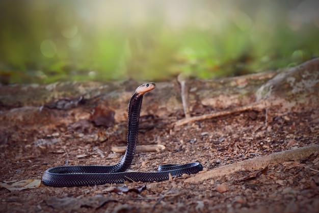 Cobra en bosque tópico