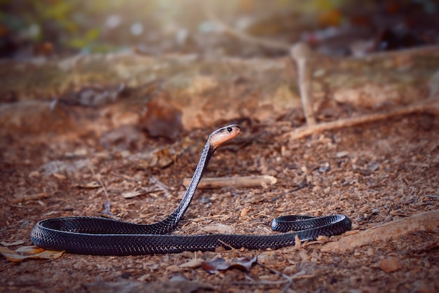 Cobra en bosque tópico