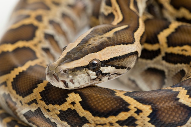 Cobra burmese python python molurus bivittatus isolado