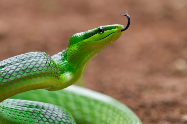 Foto cobra cabeça de gonyosoma