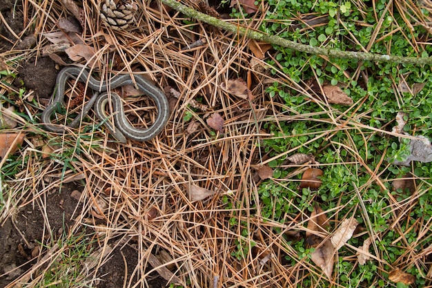 Cobra camuflada no chão da floresta temperada vista de cima