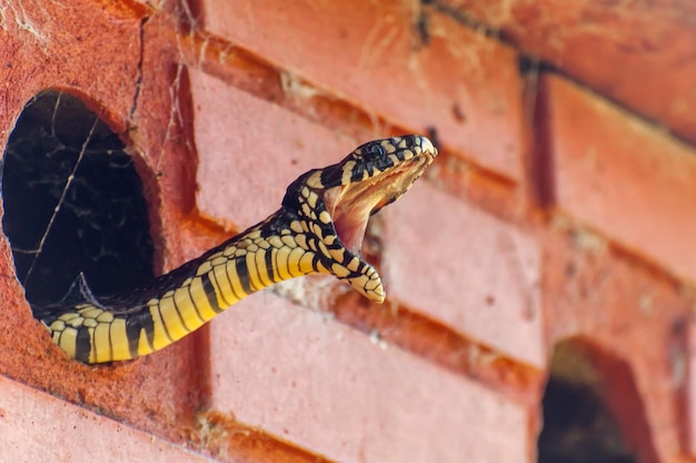 Cobra Caninana Spilotes pullatus abrindo a boca no Brasil