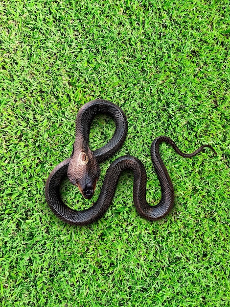 Foto cobra en el césped vista de arriba