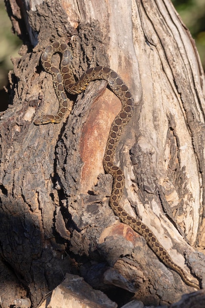 Cobra chicote de ferradura Hemorrhois hippocrepis Malaga Espanha
