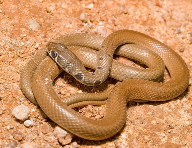 Foto cobra chicote delgado, ornitorrinco najadum, ex-coluber najadum