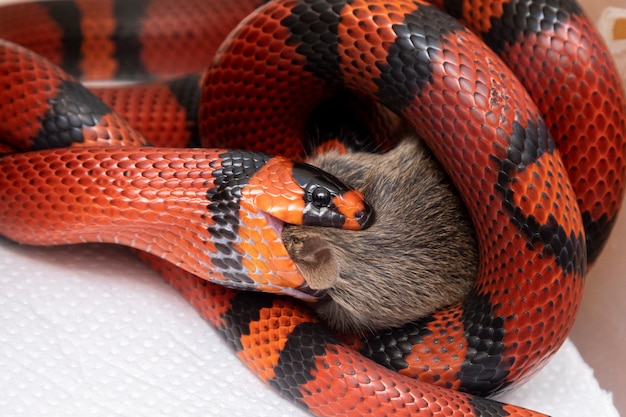 Cobra comendo um rato abatido no laboratório.