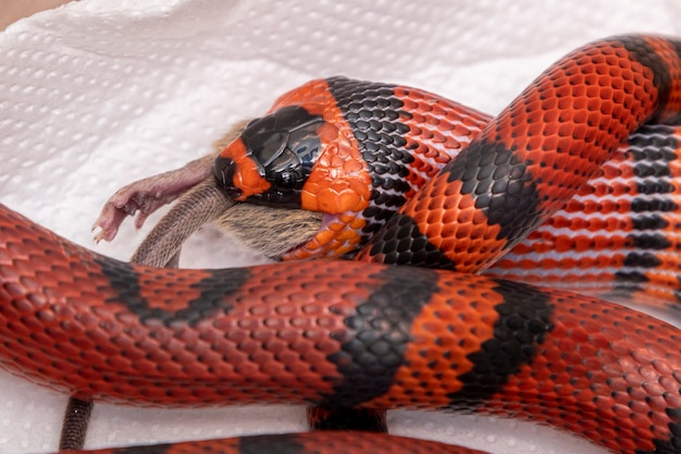 Cobra comendo um rato abatido no laboratório.