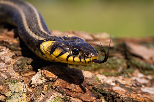 Cobra da grama rastejando na casca de um tronco de árvore e mostrando a língua