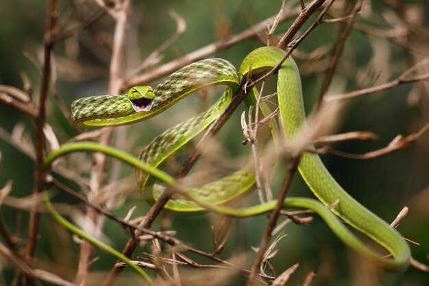 Foto cobra-da-vinha verde