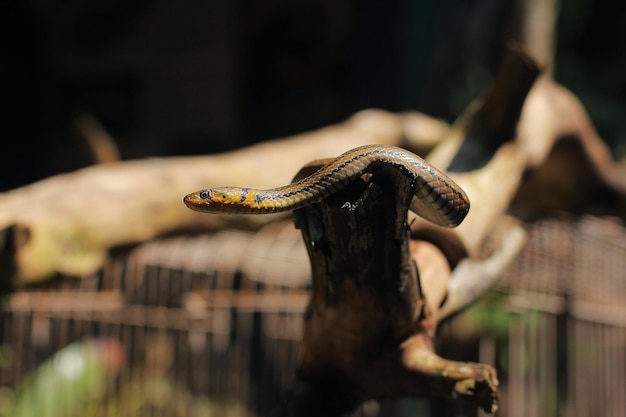 Cobra de água asiática, cobra de tigre de água é endêmica da Ásia. Não é venenoso.