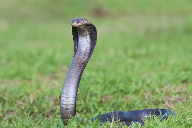 Cobra de cuspir javanesa em uma pradaria