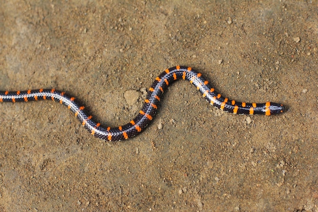 Cobra de duas cabeças ou cobra de cachimbo é um tipo de não venenoso cuja cabeça e cauda são quase a mesma