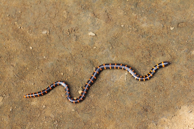 Cobra de duas cabeças ou cobra de cachimbo é um tipo de não venenoso cuja cabeça e cauda são quase a mesma