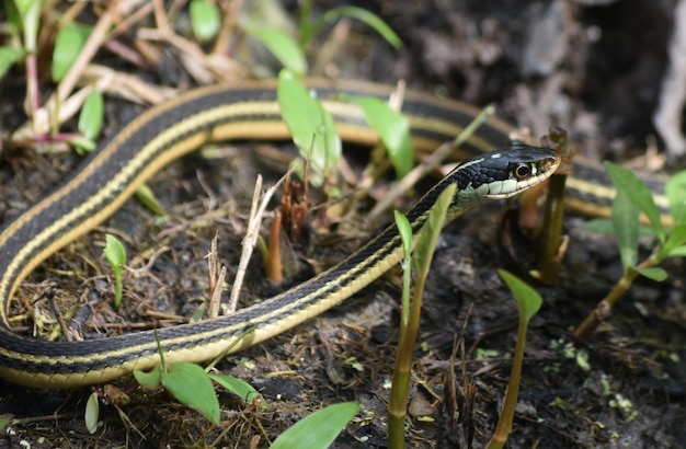 Cobra de fita longa, fina e listrada na Reserva Barataria.