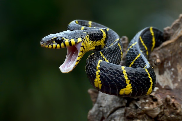 Cobra de gato com anéis de ouro no galho de árvore pronto para atacar