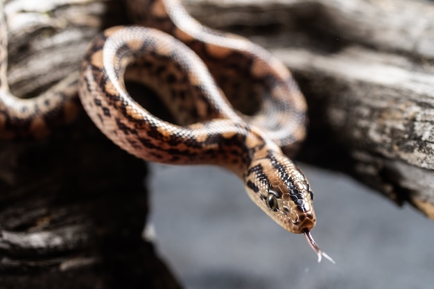 Cobra de grama (Natrix natrix) adulto movendo sua língua.