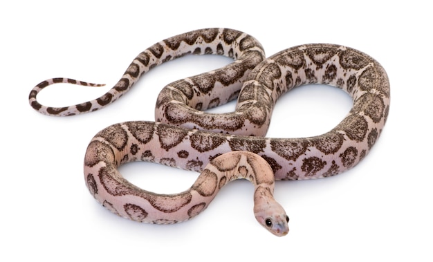 Cobra de milho sem escalão ou cobra de rato vermelho, Pantherophis guttatus,