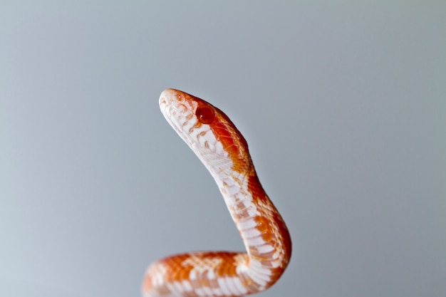 Cobra de milho vermelho