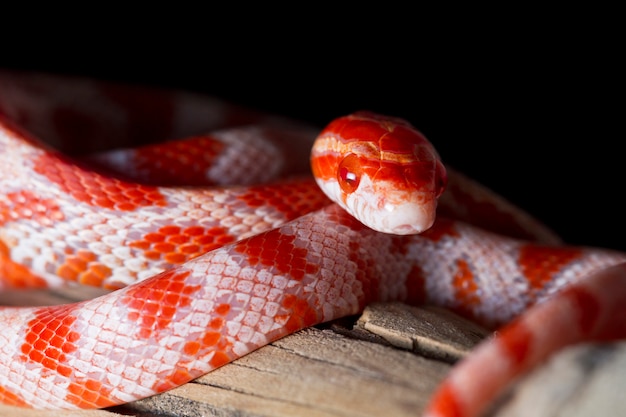 Cobra de milho vermelho