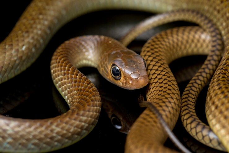 Foto cobra de rato indo-chinesa isolada no preto