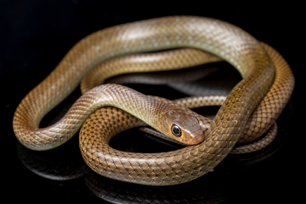 Cobra de rato indo-chinesa isolada no preto