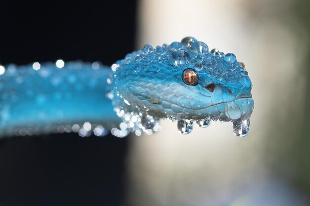 Cobra de víbora azul em close-up e detalhes